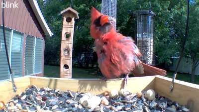 Northern Cardinal singing at feeder cam