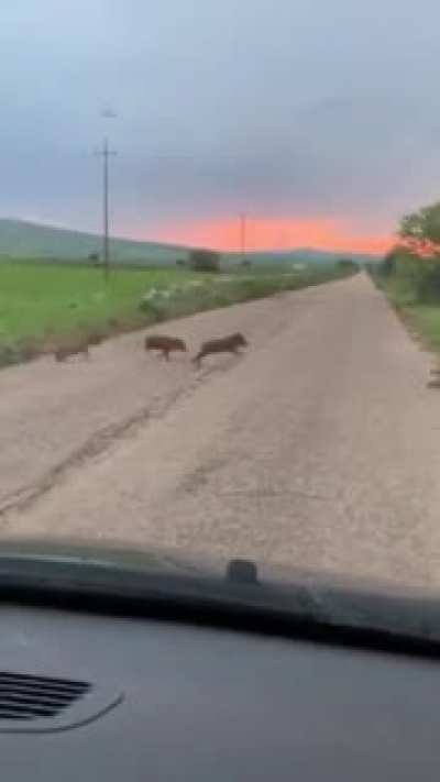 Feral pigs