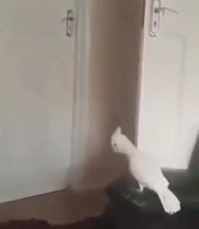 What the f*ck (sound on)