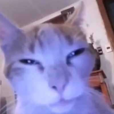 cat staresti at you