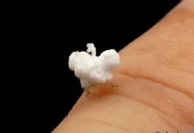 🔥 The flatid planthopper, also called the 