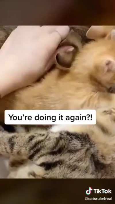 meow_irl