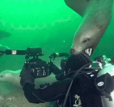 rule bite