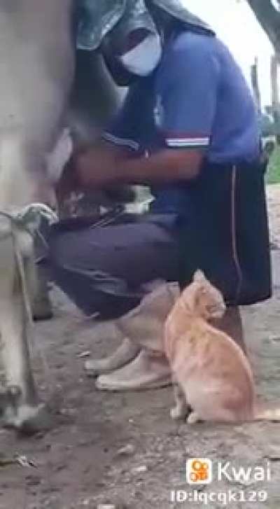 Любитель парного
