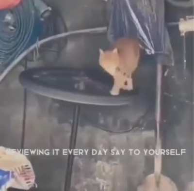 Mewtivation 