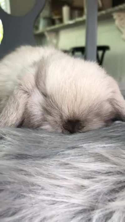 Sleeping baby bunny