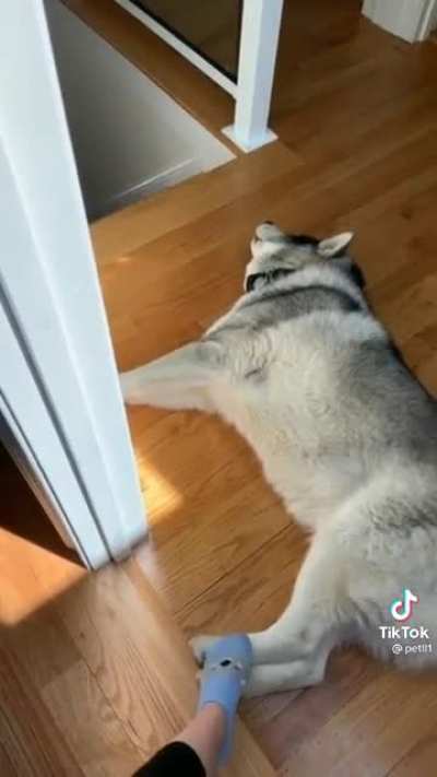 Tell me your husky is being dramatic without telling me your husky is dramatic😂