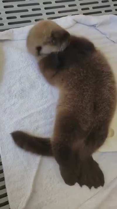 Little Lupine wiggles too!