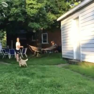 Down by a dog