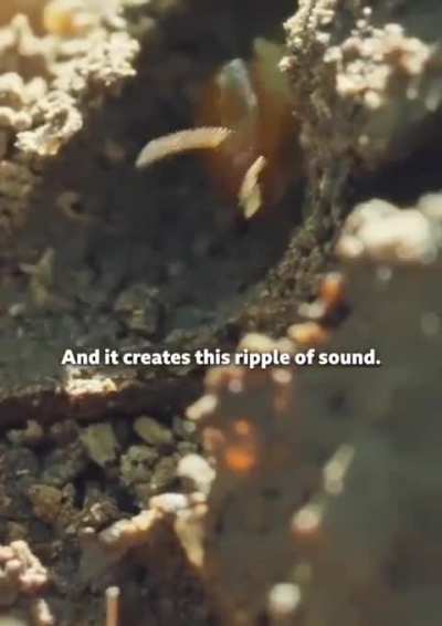Termites have a unique way to alarm each other of approaching danger
