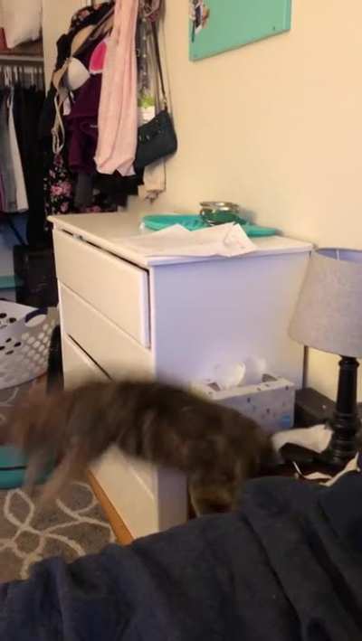 Ninja CAT!