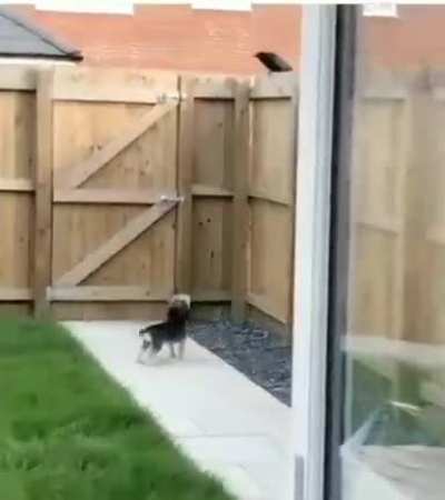 I yield ! I yield !