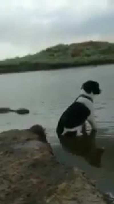 Crocodilo Impostor 