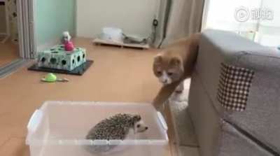 Peludito arrepentido