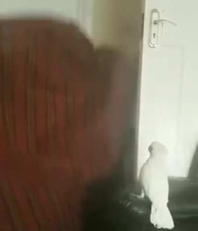 Peekabooo