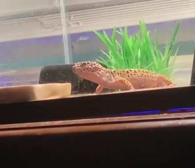 Leopard gecko screm
