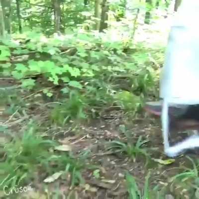 Beekeepers have trained dogs to sniff out diseased larva and save entire hives.