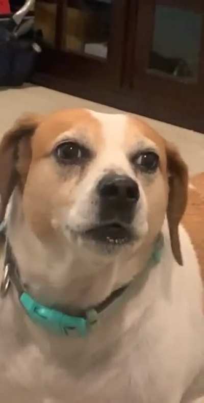 r/perfectlycutbork