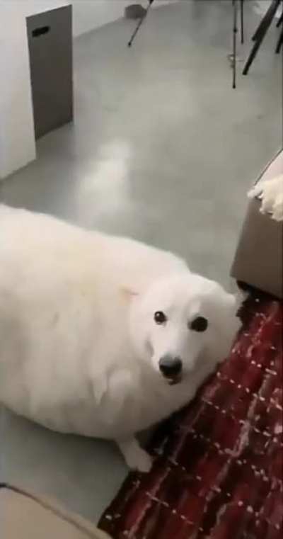 wait, is that a sheep?