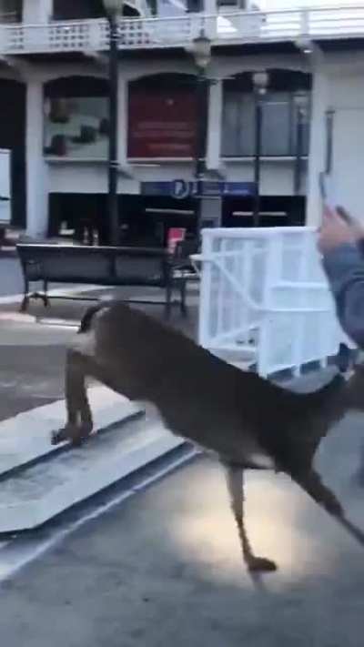 Oh deer..
