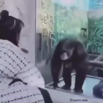 monky dance