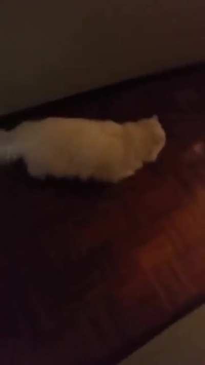 Deaf cat gets scared when owner arrives home.