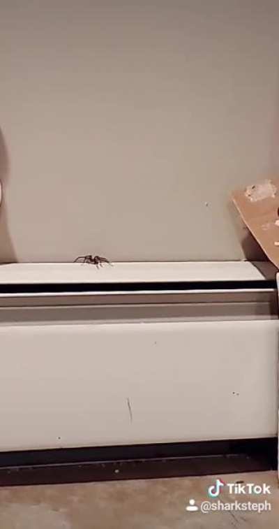 Spider in my basement 😰🕷
