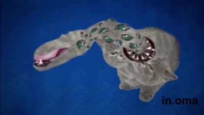 Cursed_cat