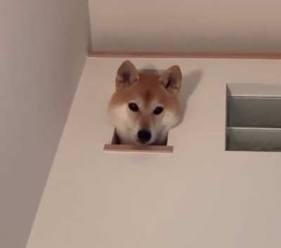 Look! Who is there 👀