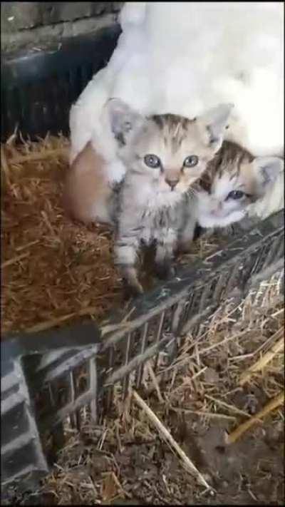 Gatineos