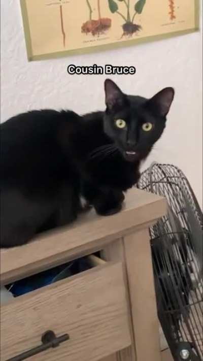 meow meow meow