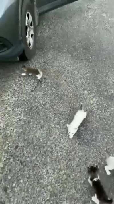 A bunch of lil baby kittens swarm this guy😍
