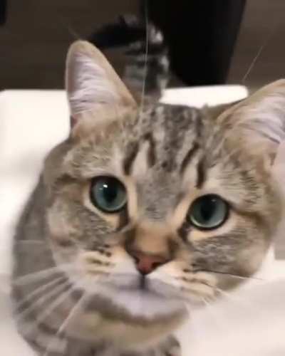 please sir may i have some pets