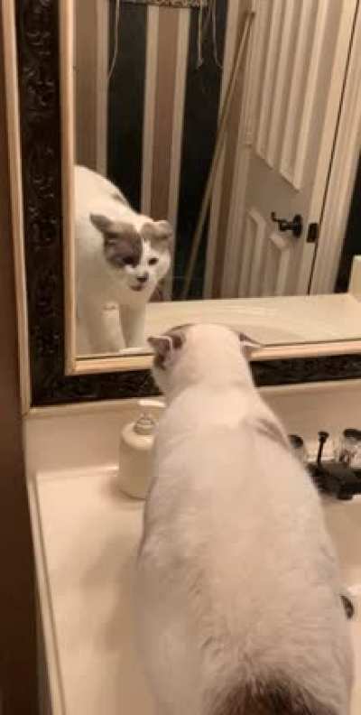 my roommates cat, sponge, meeting himself