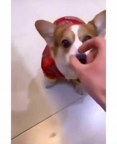 Doggo has had enough of your tricks...