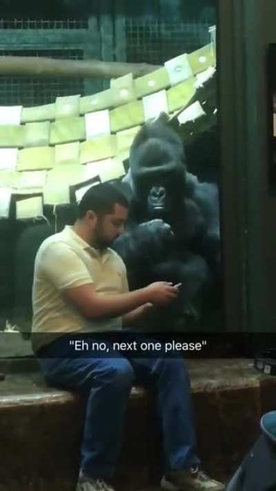 Dude was showing the gorilla pictures of female gorillas and he for real is like 