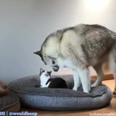 remember grandparents are wolves