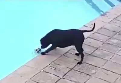 doggy lifeguard!!