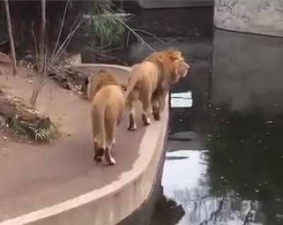 Catwalk