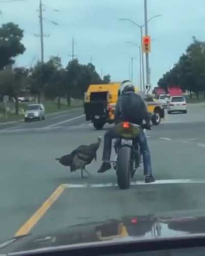 Road rage: Thanksgiving edition