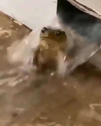 I can't take it anymore. Ill I have left is frogs