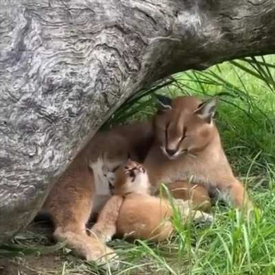 Copy Caracal