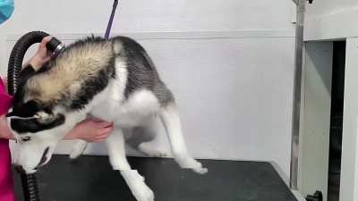 Huskey freaking out