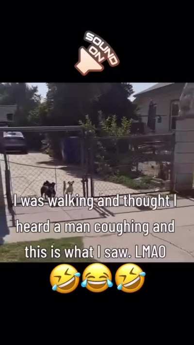 Sus