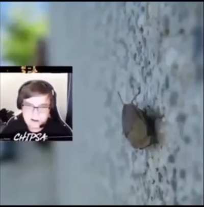 when its a bug: