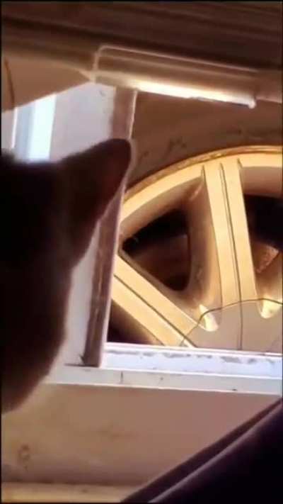 Meow shit, get hit