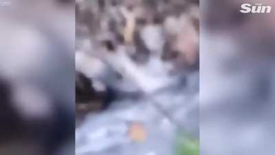 Guy kicks a brown bear...