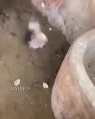 Wtf