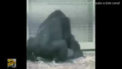 Skips la puso