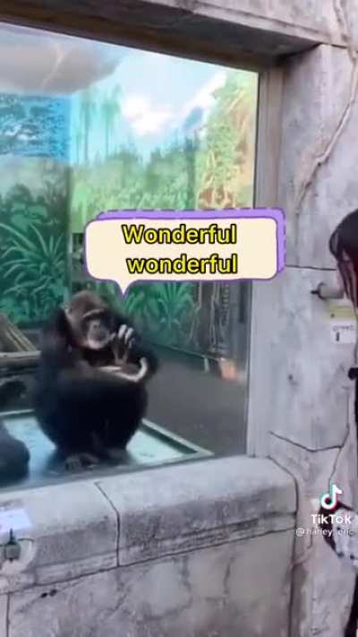 Man or Monkey!!!